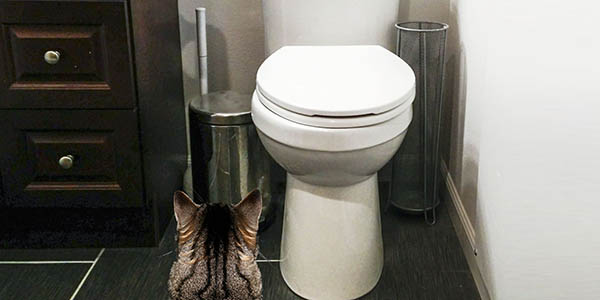 Train your cat to outlet pee in the toilet